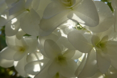 P1090852　透かして