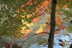 P1069617　水辺の紅葉