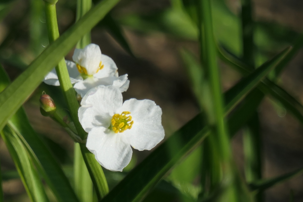 P1012668　田んぼの華