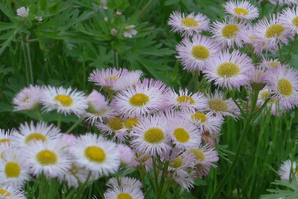 P1300136　ハルジオン