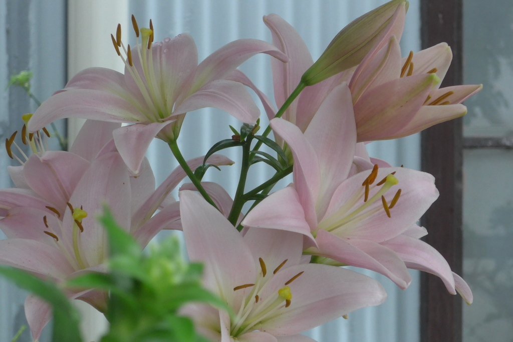 P1380742　ゆり