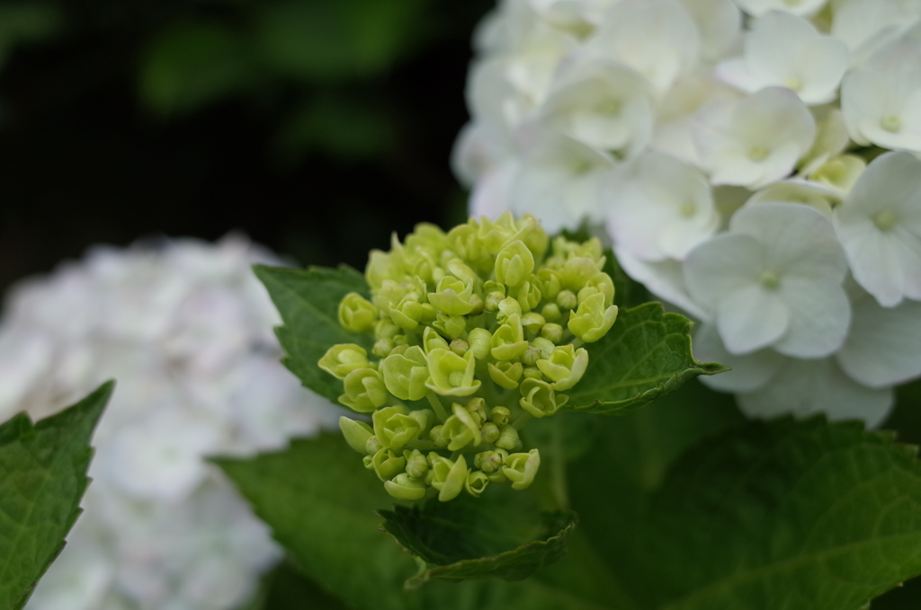 R0353206　わたちも真っ白になるのね…？