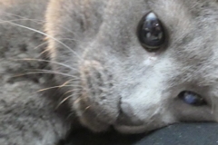 P1079974　ねむいにゃー