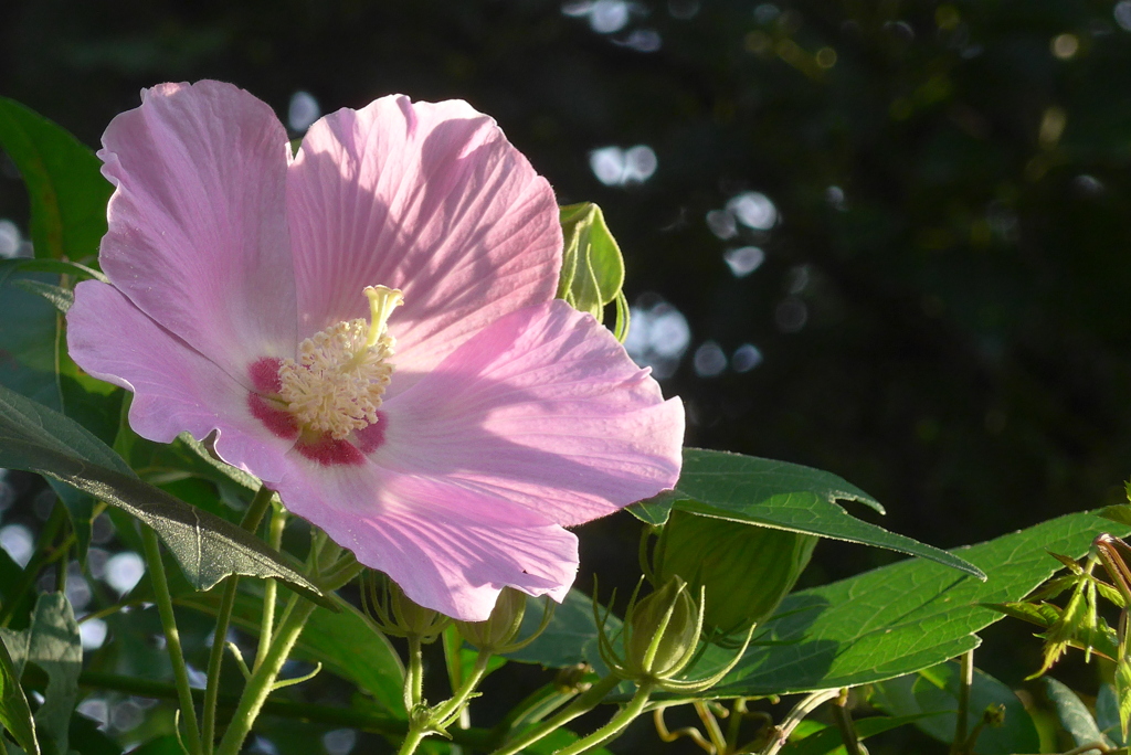 P1360778　芙蓉