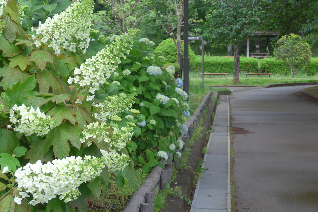 P1330059　紫陽花咲く公園
