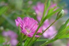 P1260984　カスミソウ