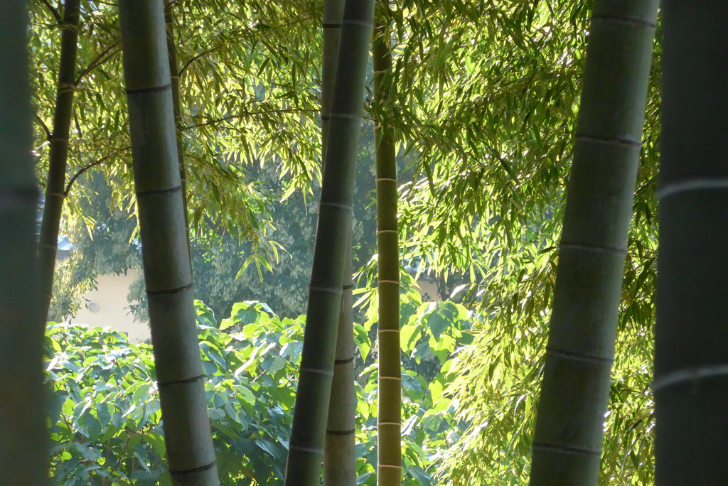 P1310768　竹林