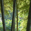 P1310768　竹林