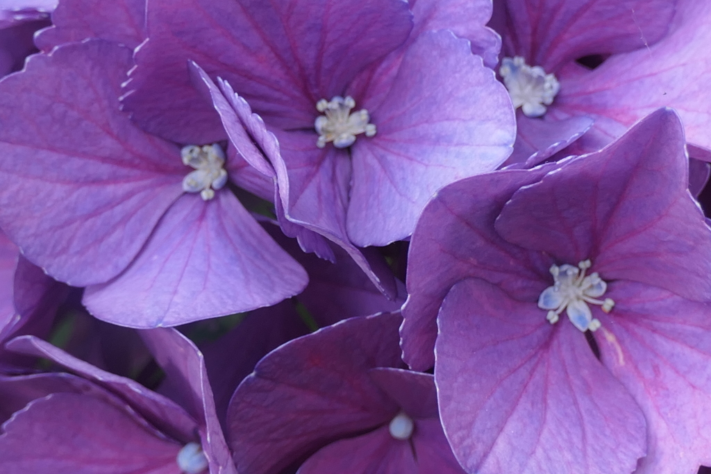 P1012416　紫陽花の花