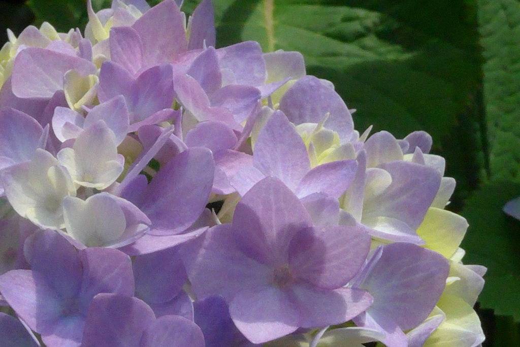 P1220902　あじさい