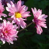 P1310781　小菊