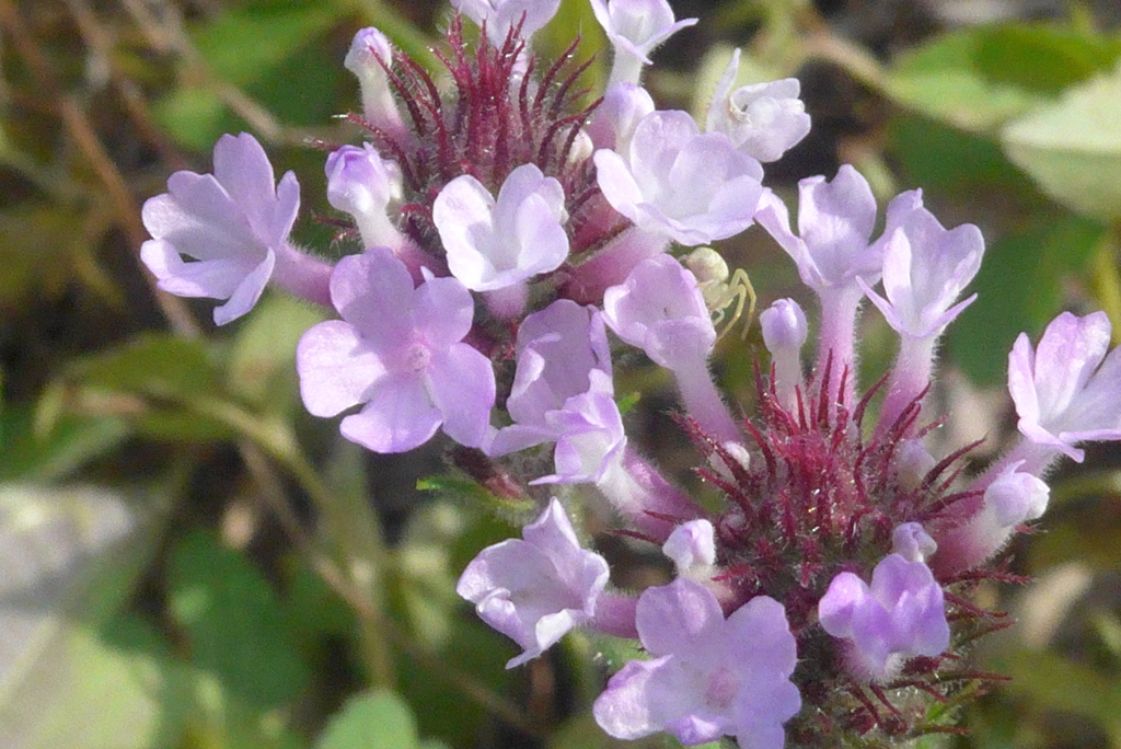 P1230910　道端に咲く