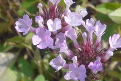 P1230910　道端に咲く