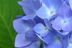 P1090795　さわやかブルー