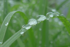P1360446　水玉