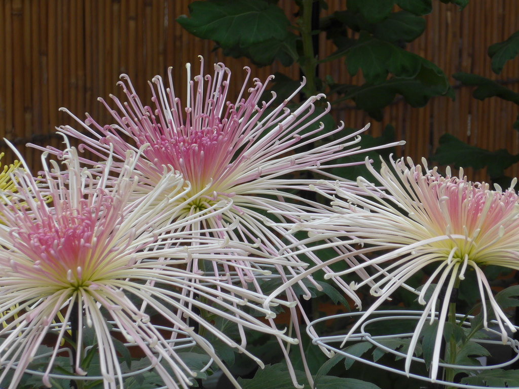 P1120446　「菊まつり」にて