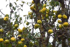 P1390199 (2)　カリン