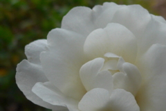 P1070031　サザンカ