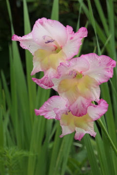 P1068955　グラジオラス