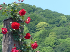 山の向こうには…