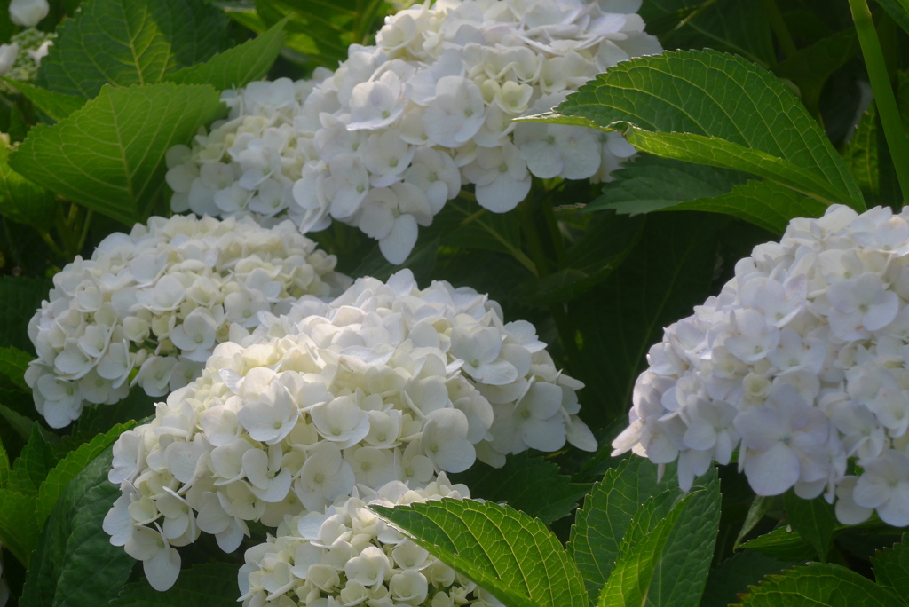 P1230196　あじさい