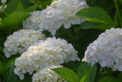 P1230196　あじさい