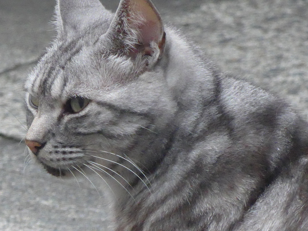 P1160939　お隣のネコ君