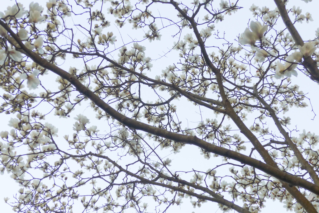 P1350254 (2)　見上げたら