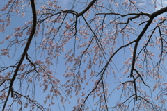 P1023554　枝垂れ桜