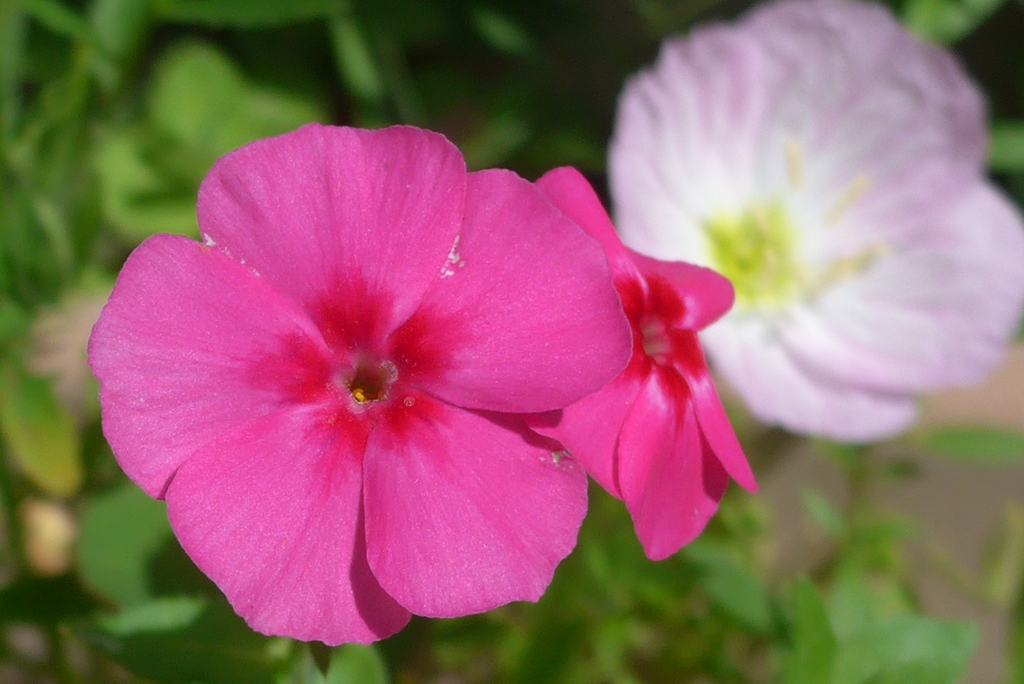P1350702　夏の花