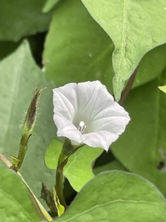 IMG_0273　マメアサガオ