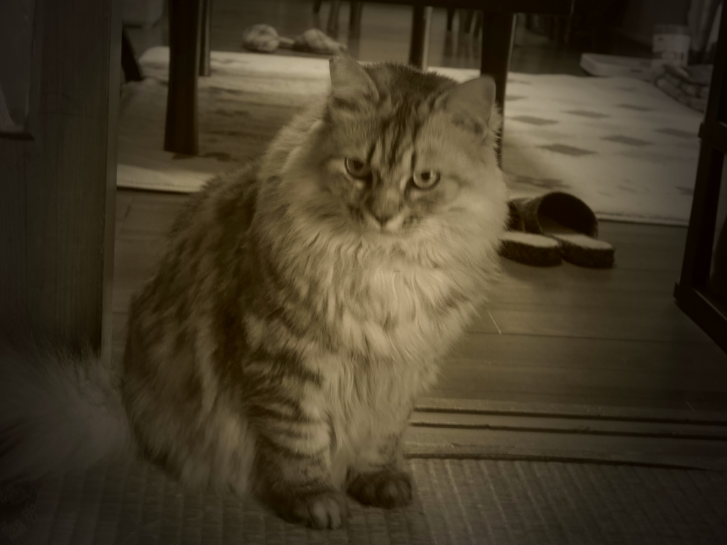 P1060895　　昭和のねこ