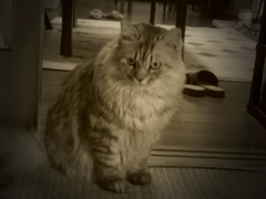 P1060895　　昭和のねこ