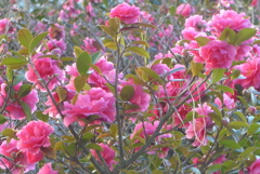 P1200139　サザンカ