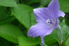 P1100555　雨のキキョウ