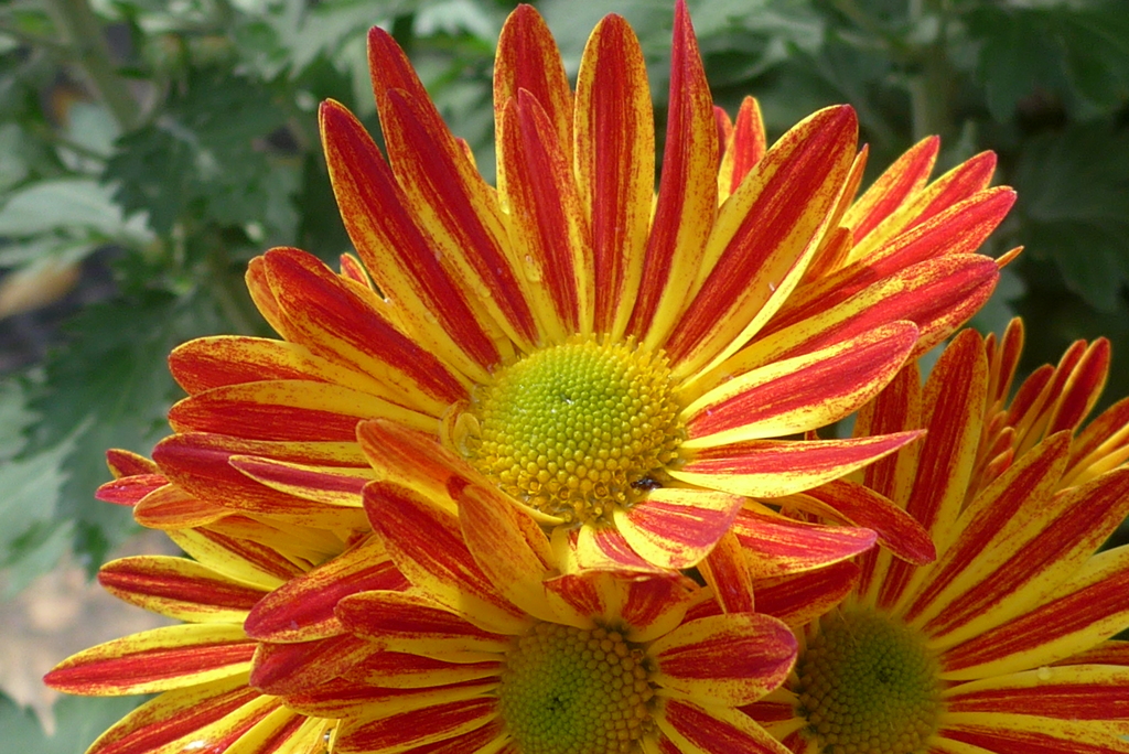 菊