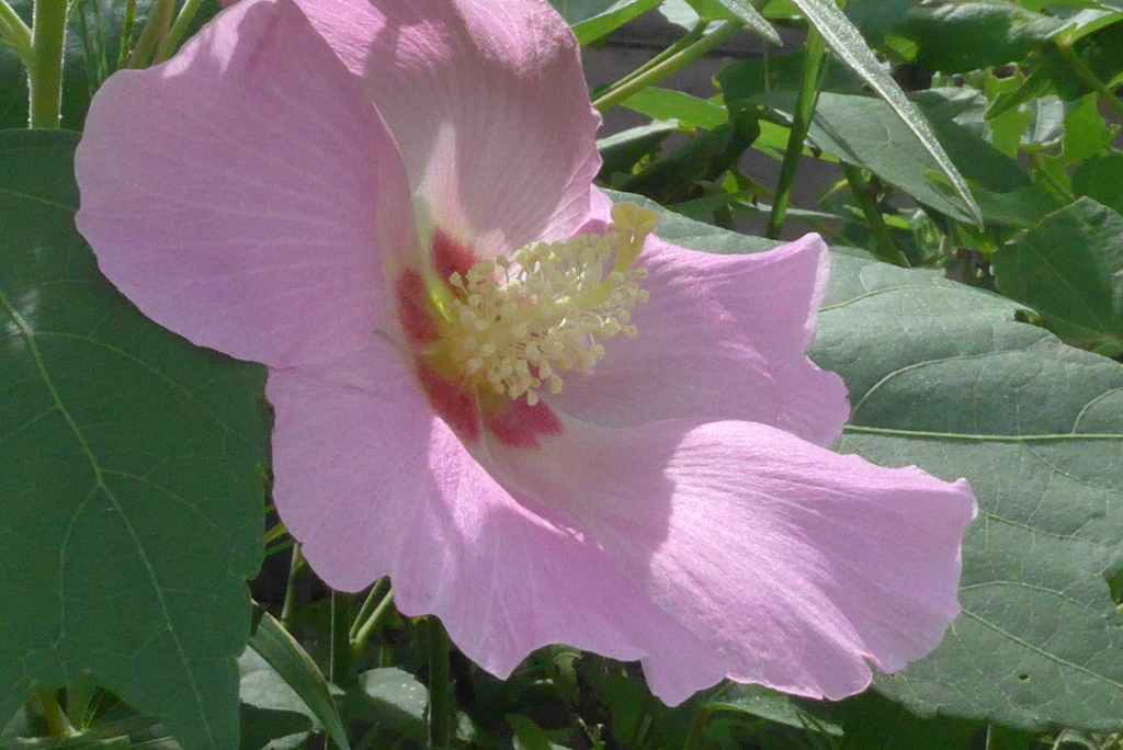 P1240651　芙蓉