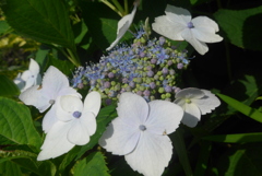 P1300419　ガクアジサイ