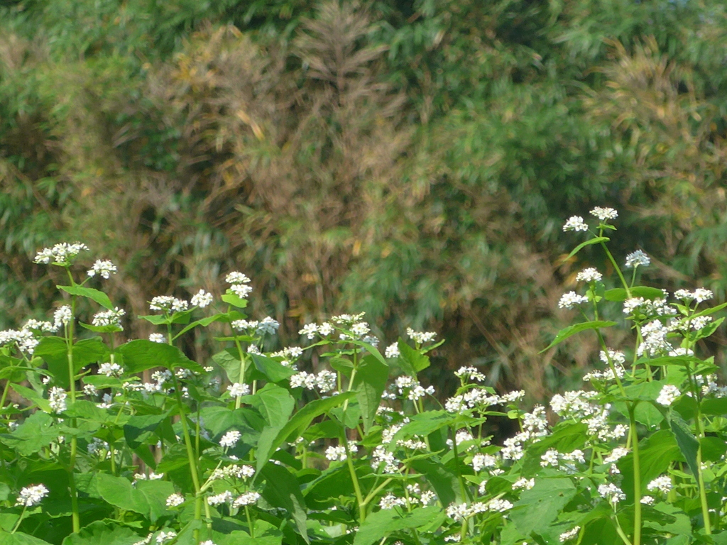 ソバの花