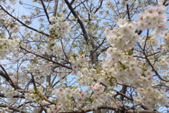 P1370863　大島桜