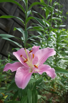 R0354078　カサブランカ