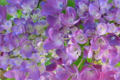 P1360013　紫陽花