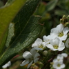 P1023412　ユキヤナギ