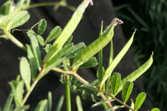 P1079893　カラスノエンドウ