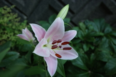 R0354087　カサブランカ