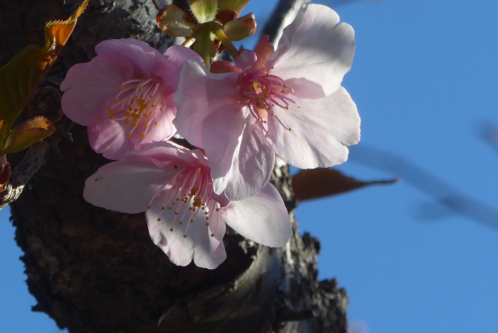 P1370467　河津桜