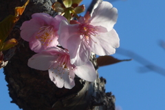 P1370467　河津桜