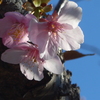 P1370467　河津桜