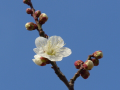P1130690　誇り