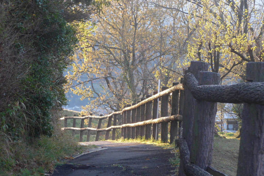 P1210147　朝日の散歩道